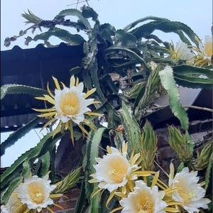 Meet your Posher, Reyna